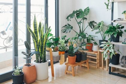 Save Your Houseplants from Disaster Top 9 Mistakes You Must Avoid!