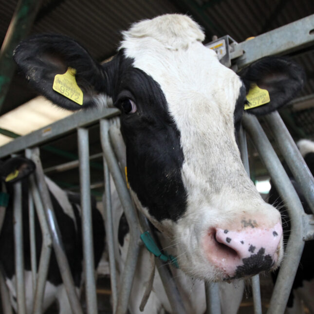 H5N1 Bird Flu in Cows Sparks Human Health Concerns 2024 Crytonic