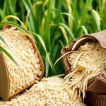 Uruguay captures 63% of Mercosur's annual rice quota to the European Union