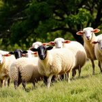 Uruguay sheep produce exports from July25 to May26 reached US$ 281 million