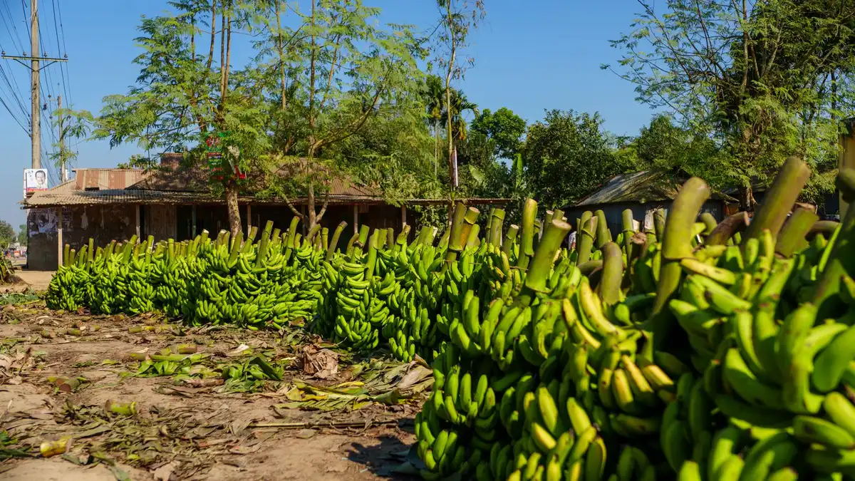 Cosechas y productos agrícolas listos para exportación