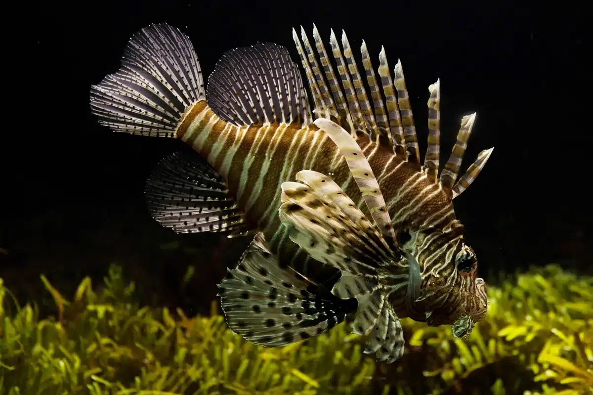Hake fish swimming in ocean waters, a key predator affecting squid populations