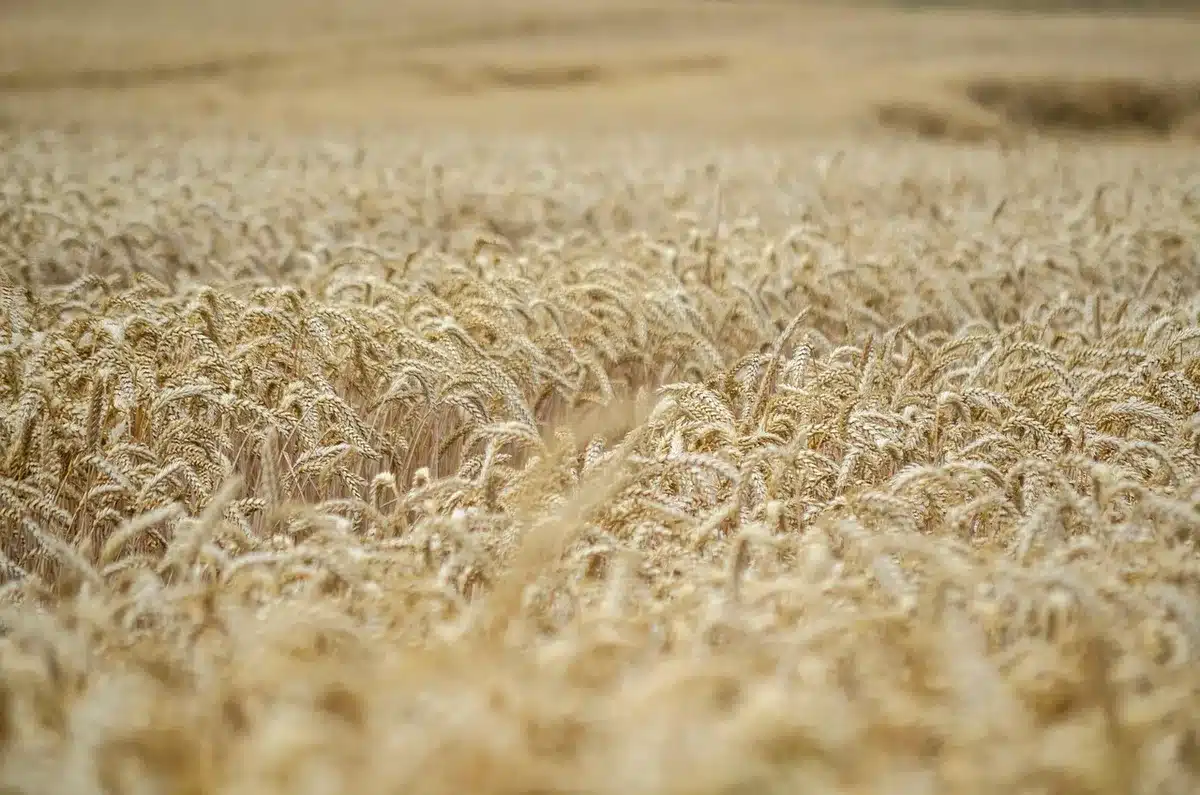 Campos de soja maduros durante a colheita no Brasil