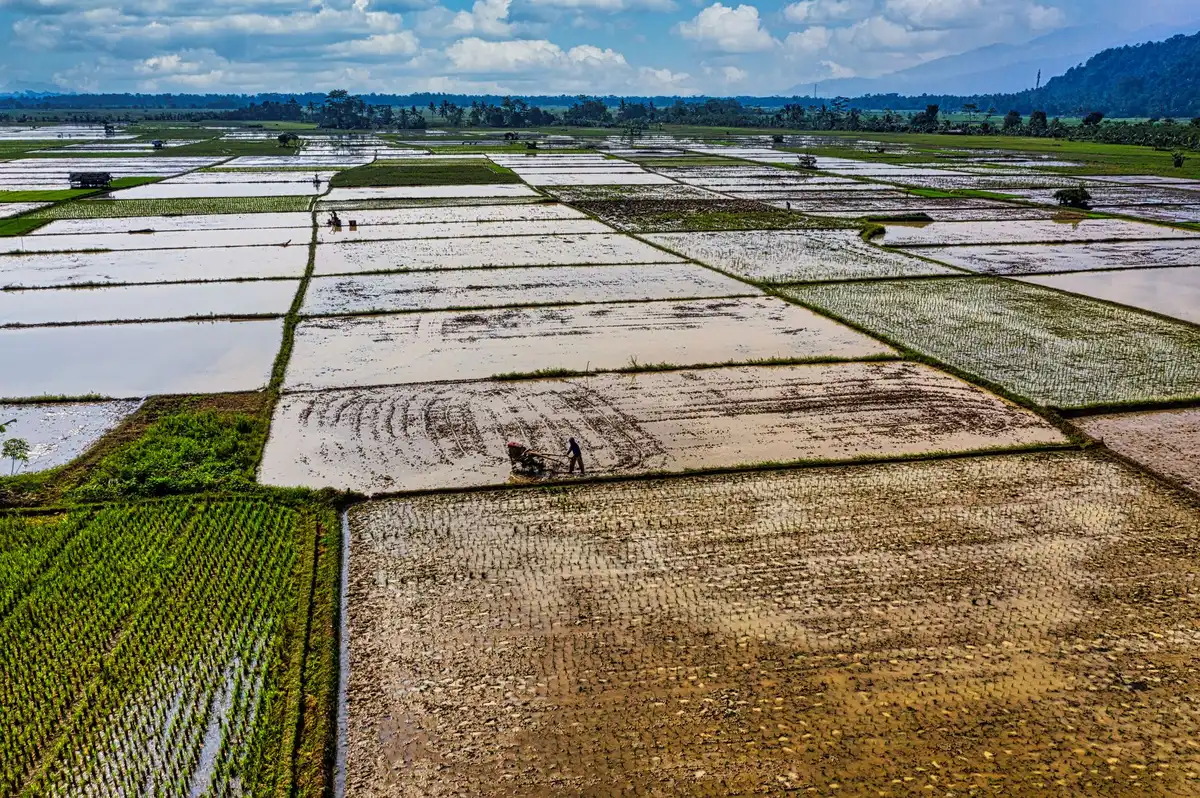 Campo de arroz com níveis baixos de cultivo simbolizando queda na produção